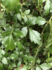 Allophylus decipiens