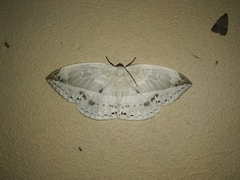 Cyclidia substigmaria