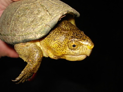 Florida Mud Turtle photo 3