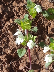Acanthomintha ilicifolia