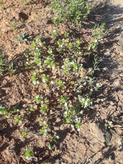 Acanthomintha ilicifolia