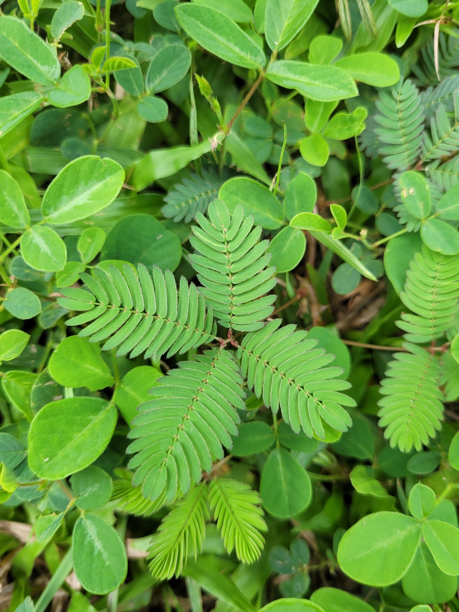 Mimosa pudica