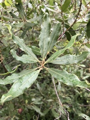 Euclea natalensis angustifolia