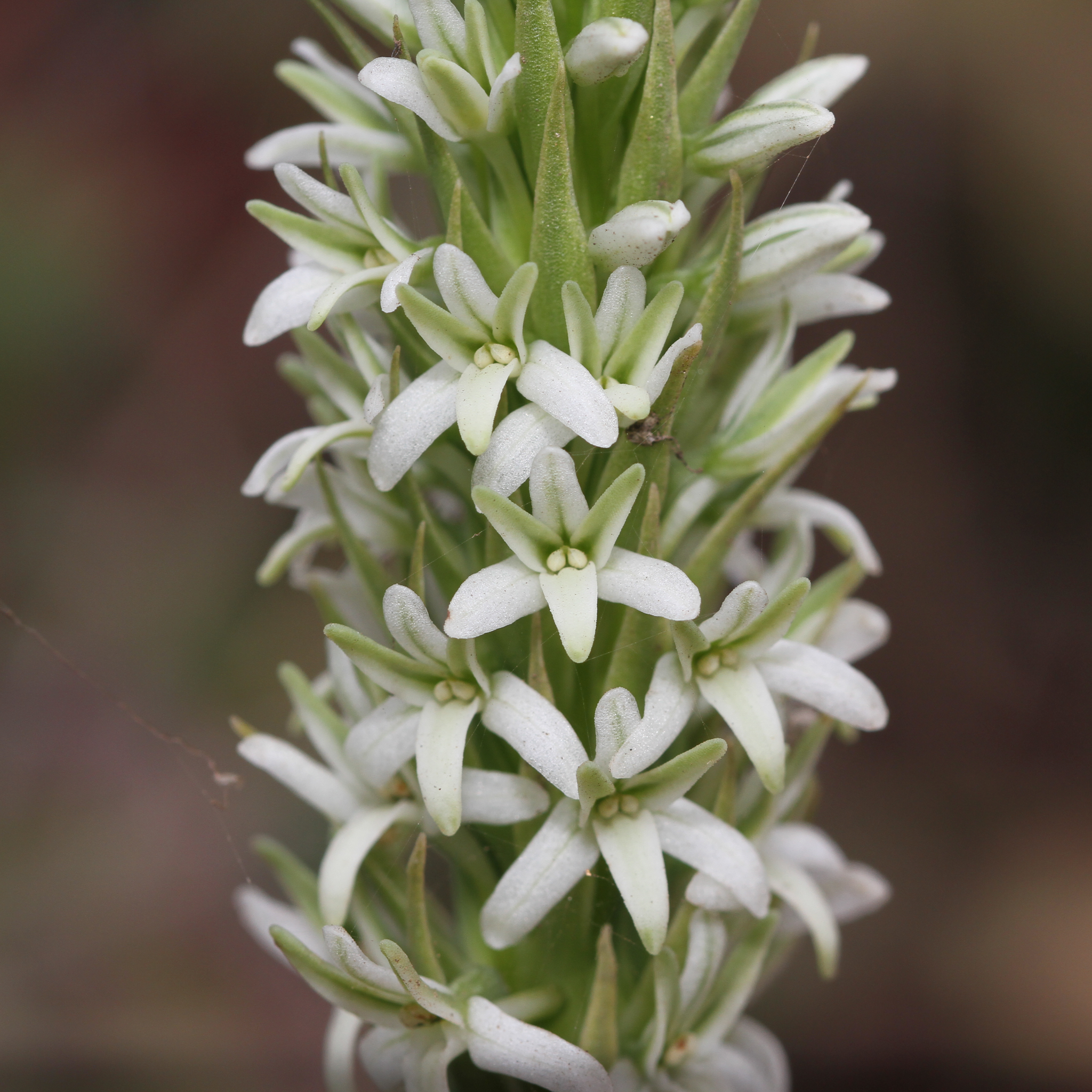 Platanthera elegans