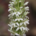 Elegant Rein Orchid - Photo (c) Nicholas Wei, some rights reserved (CC BY-SA), uploaded by Nicholas Wei