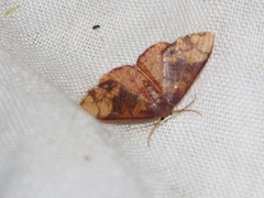 Metallaxis semipurpurascens