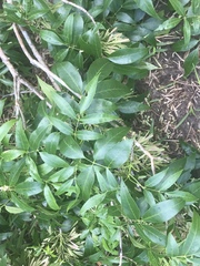 Fraxinus caroliniana