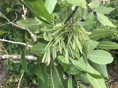Fraxinus caroliniana