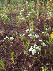 Acanthomintha ilicifolia