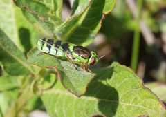 Odontomyia cincta