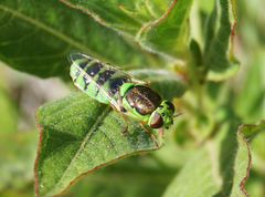 Odontomyia cincta