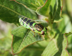 Odontomyia cincta