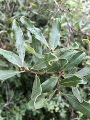 Euclea natalensis angustifolia