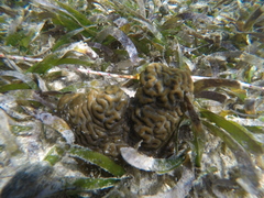 Pseudodiploria clivosa