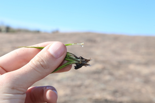 Image of Isoetes lithophila by (c) Reid Hardin, some rights reserved (CC BY)