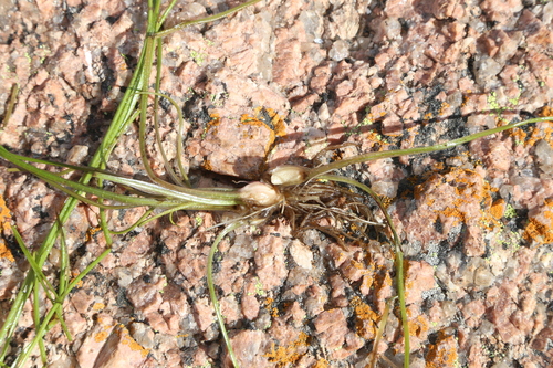 Image of Isoetes melanopoda by (c) Reid Hardin, some rights reserved (CC BY)