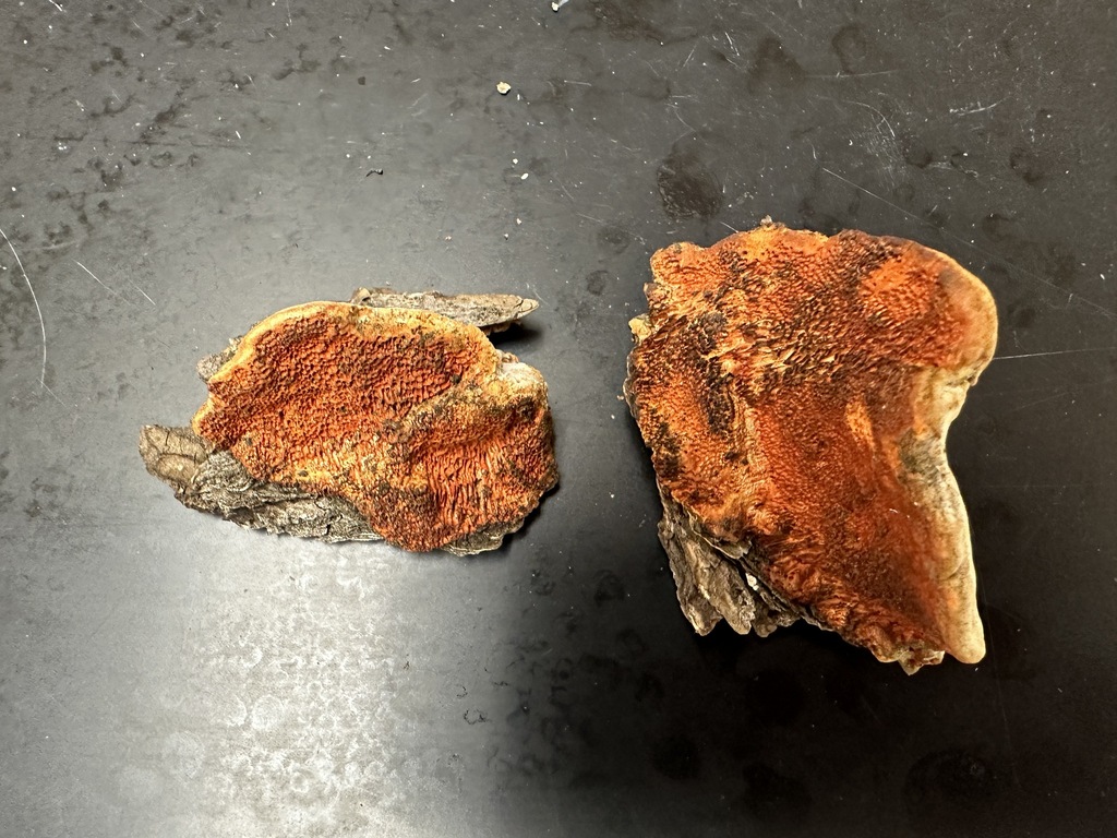 Trametes sp. 'cinnabarina-CO01'