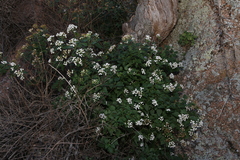 Ageratina havanensis