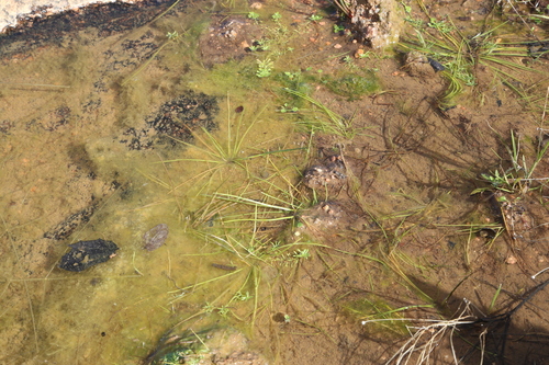 Image of Isoetes melanopoda by (c) Reid Hardin, some rights reserved (CC BY)