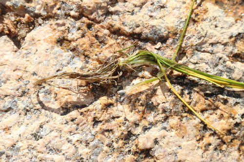 Image of Isoetes melanopoda by (c) Reid Hardin, some rights reserved (CC BY)