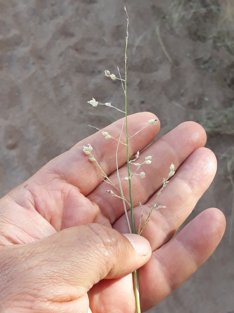 Desert grass (Panicum turgidum)