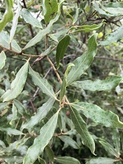Euclea natalensis angustifolia