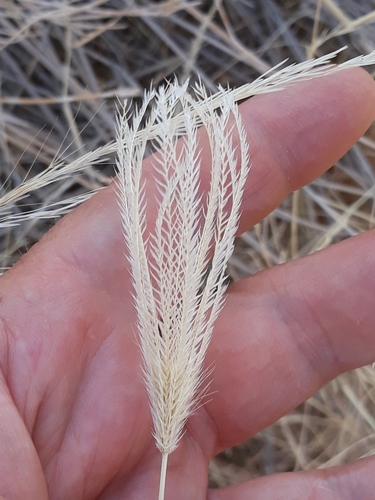 Chloris virgata iNat (1)