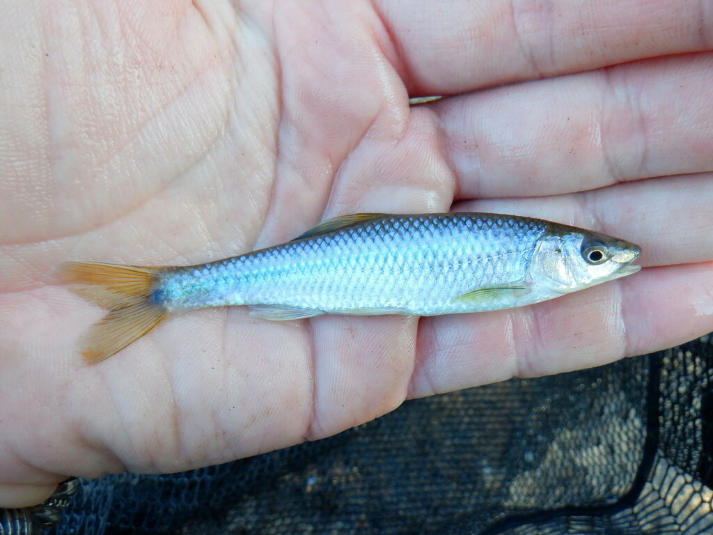 Whitefin Shiner from Madison County, GA, USA on September 2, 2021 at 08 ...