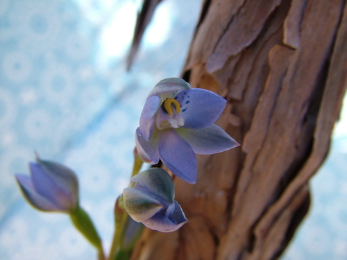 Thelymitra observed 2017-11-20