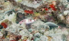 Anampses chrysocephalus