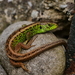 Sand Lizard - Photo (c) klausalix, some rights reserved (CC BY-NC)
