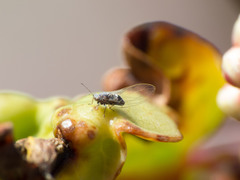 Bactericera cockerelli