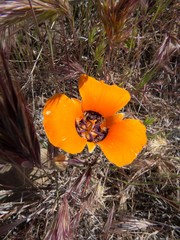 Calochortus kennedyi kennedyi