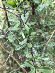 Gymnosporia maranguensis