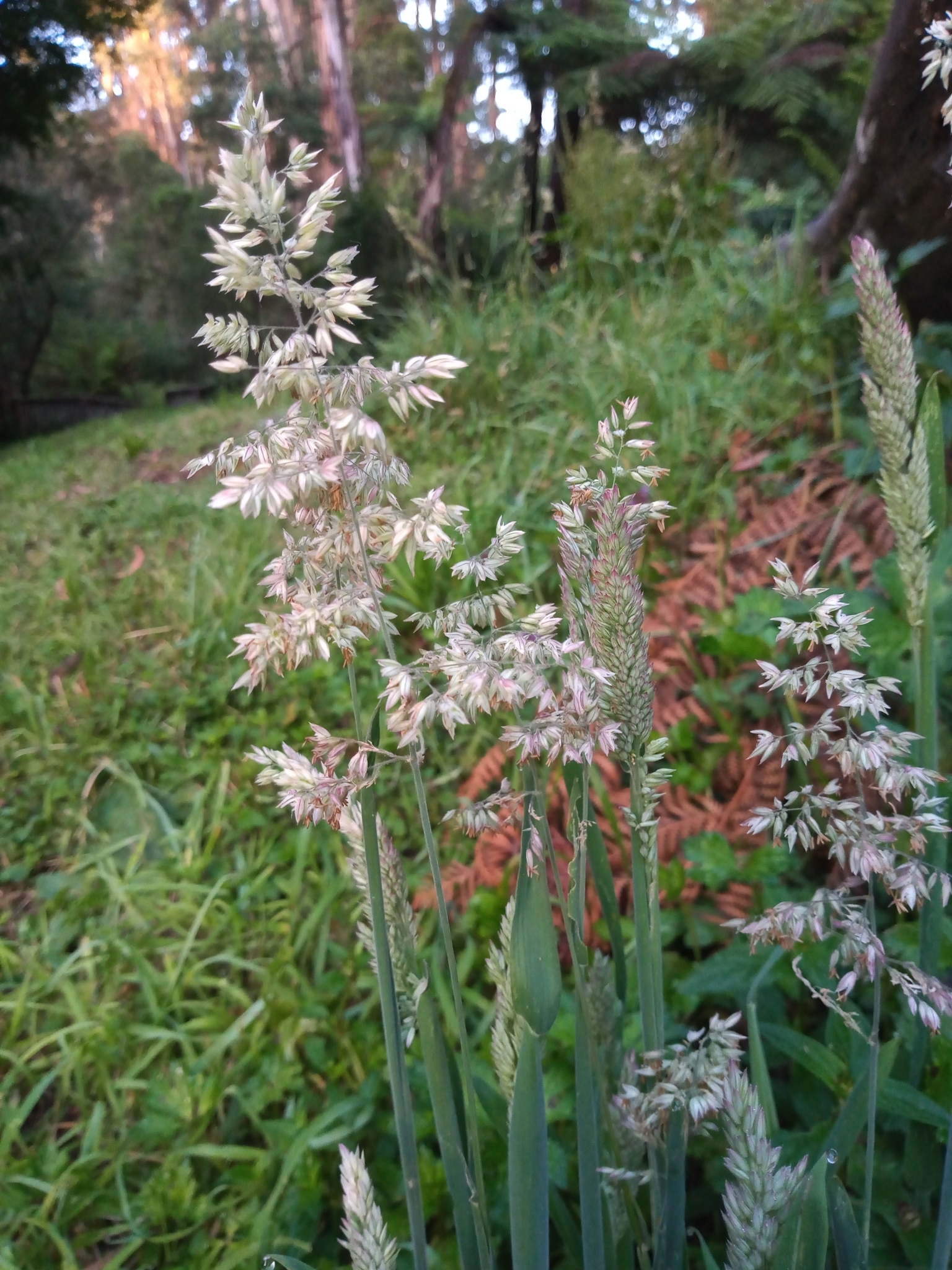 Imagem de Plantas vasculares