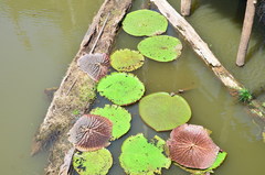 Victoria amazonica