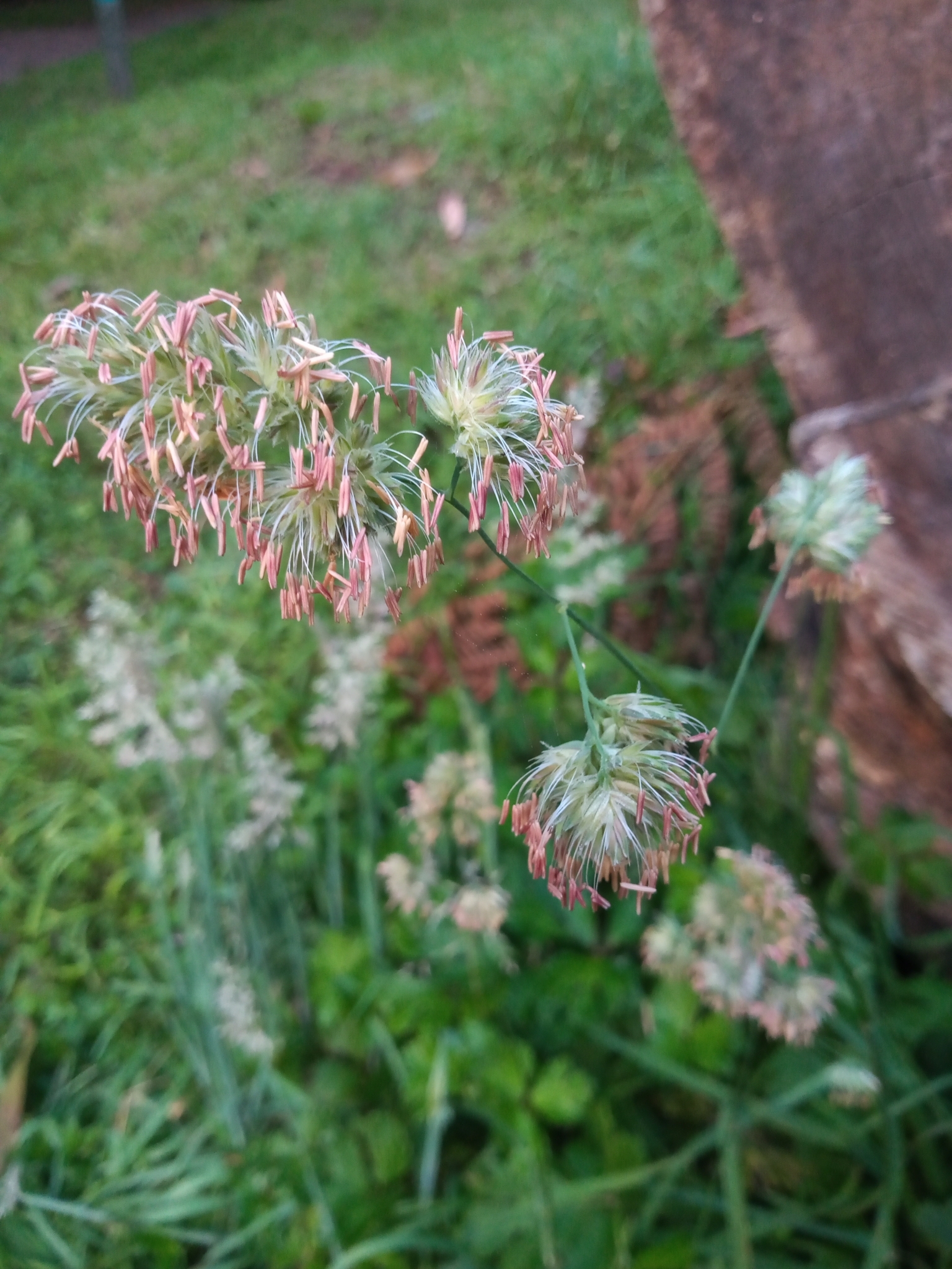 Imagem de Plantas vasculares