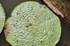 Victoria amazonica