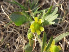 Ranunculus rhomboideus