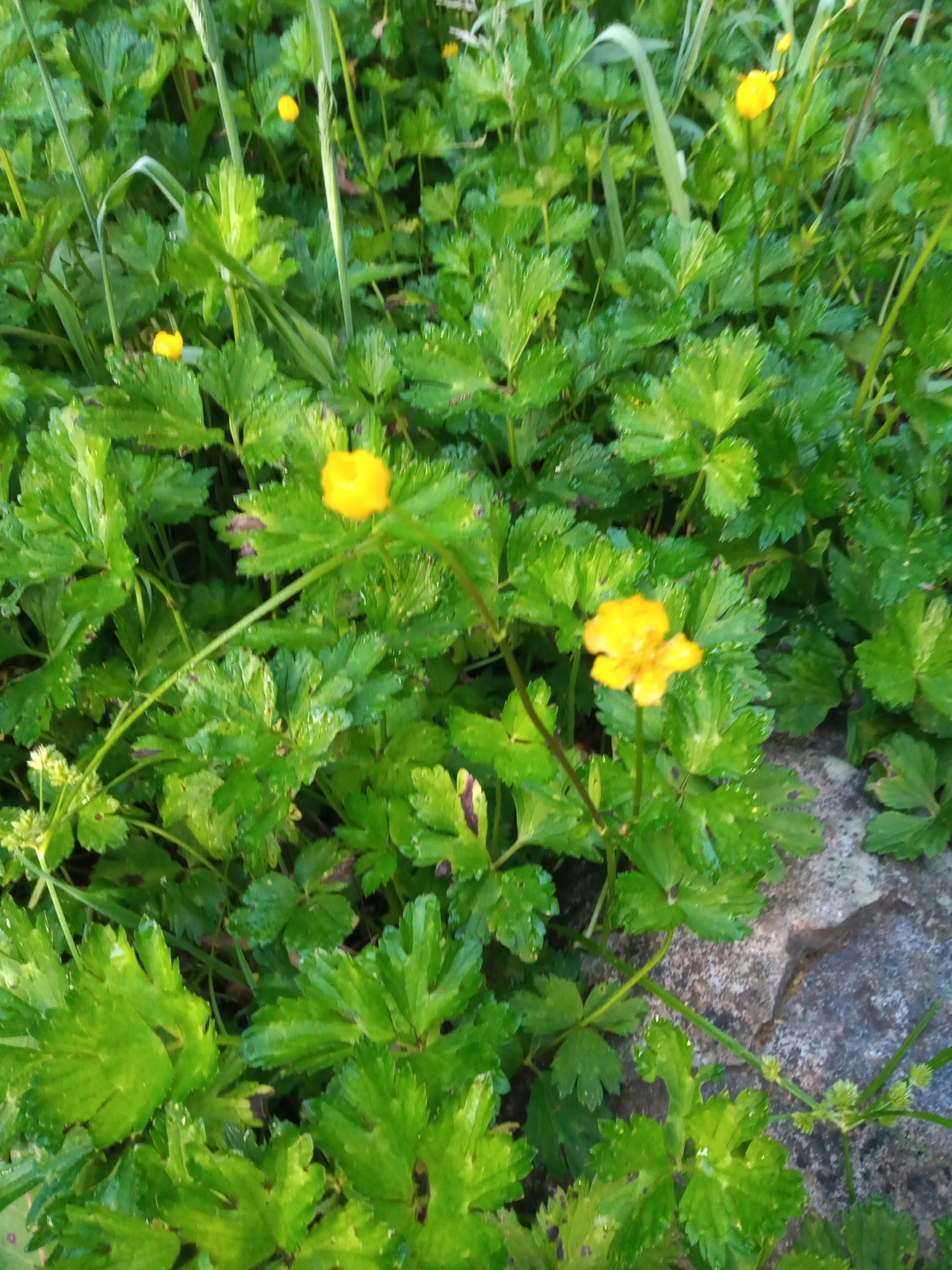 Imagem de Plantas vasculares