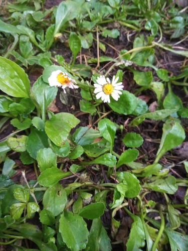 Margarida