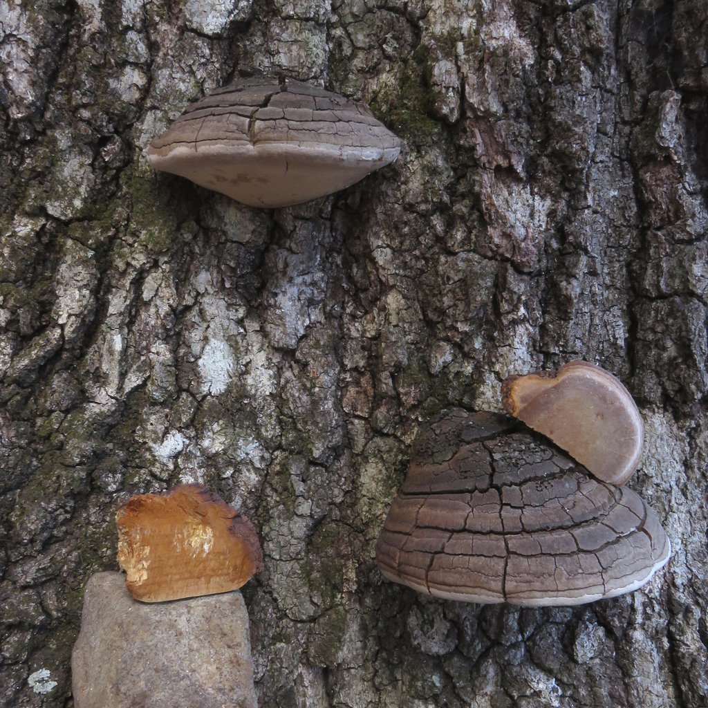 Fomitiporia calkinsii