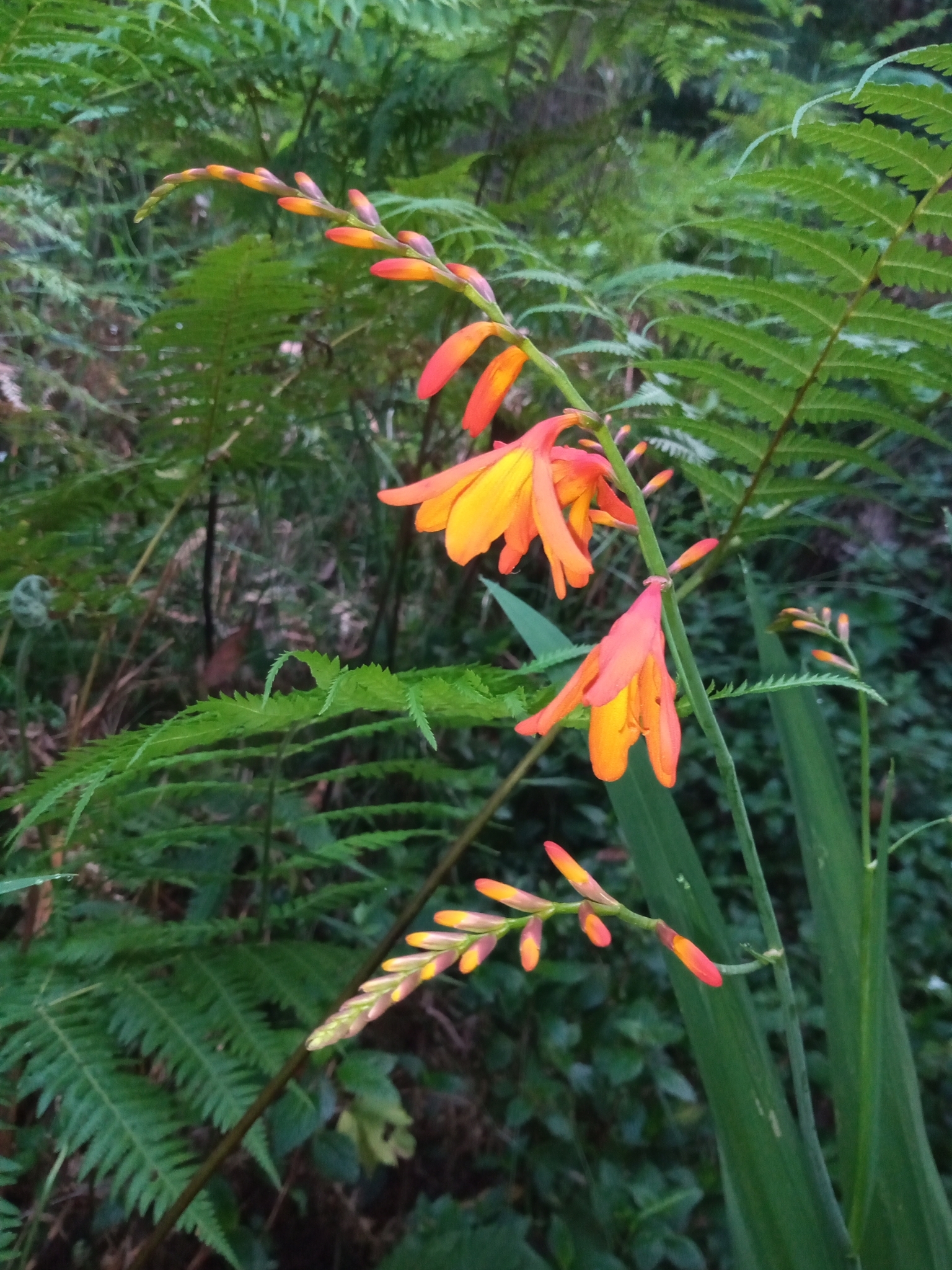 Imagem de Montbretia
