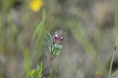 Trifolium albopurpureum