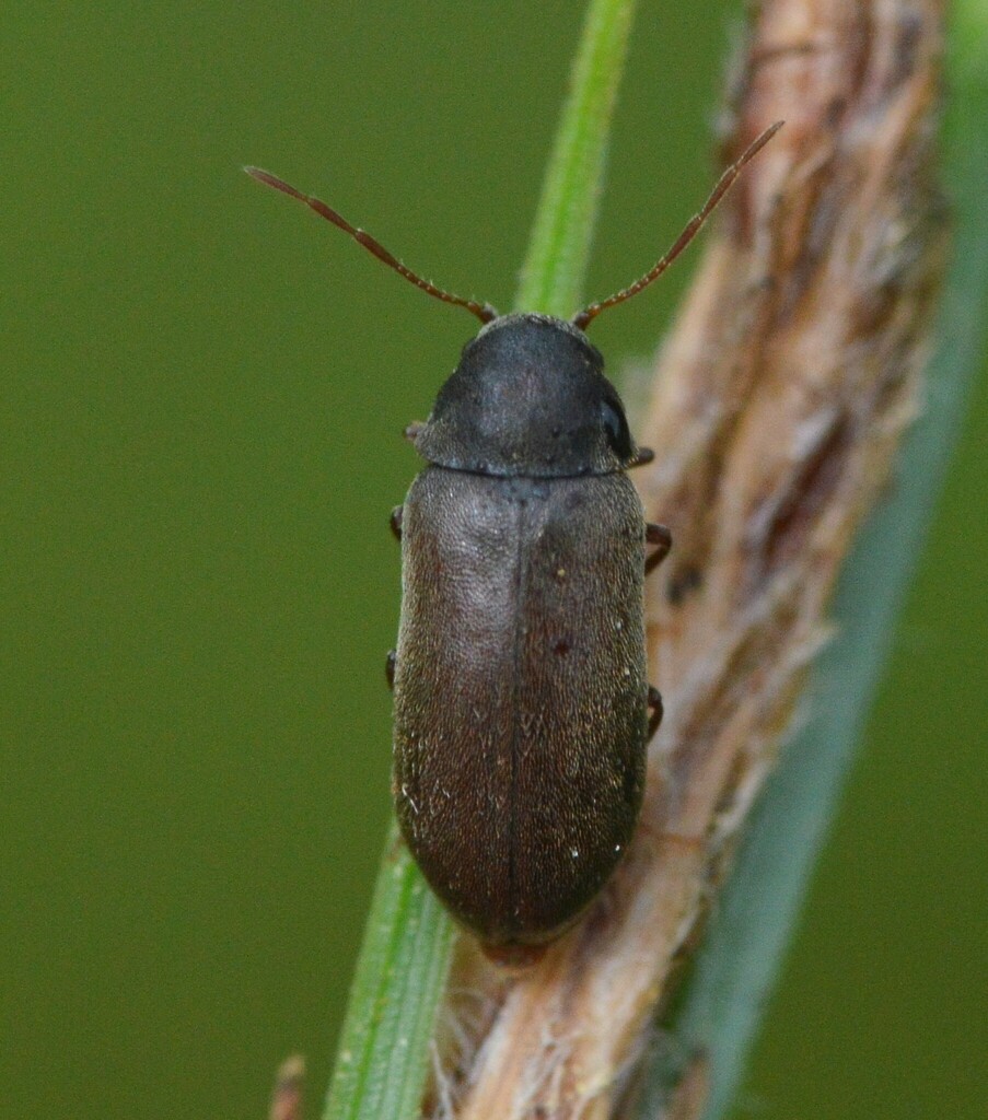 Ernobius longicornis