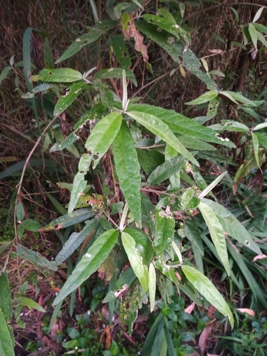 Foto de Margarida