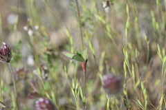 Trifolium albopurpureum