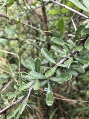 Gymnosporia maranguensis