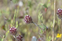Trifolium albopurpureum