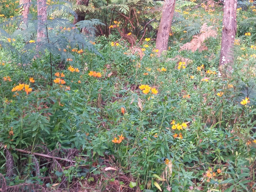 Foto de Astromelia